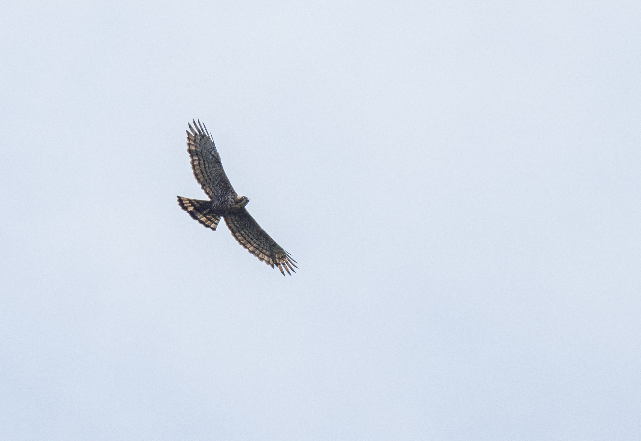 Javan Hawk-Eagle (Nisaetus bartelsi), photo 4