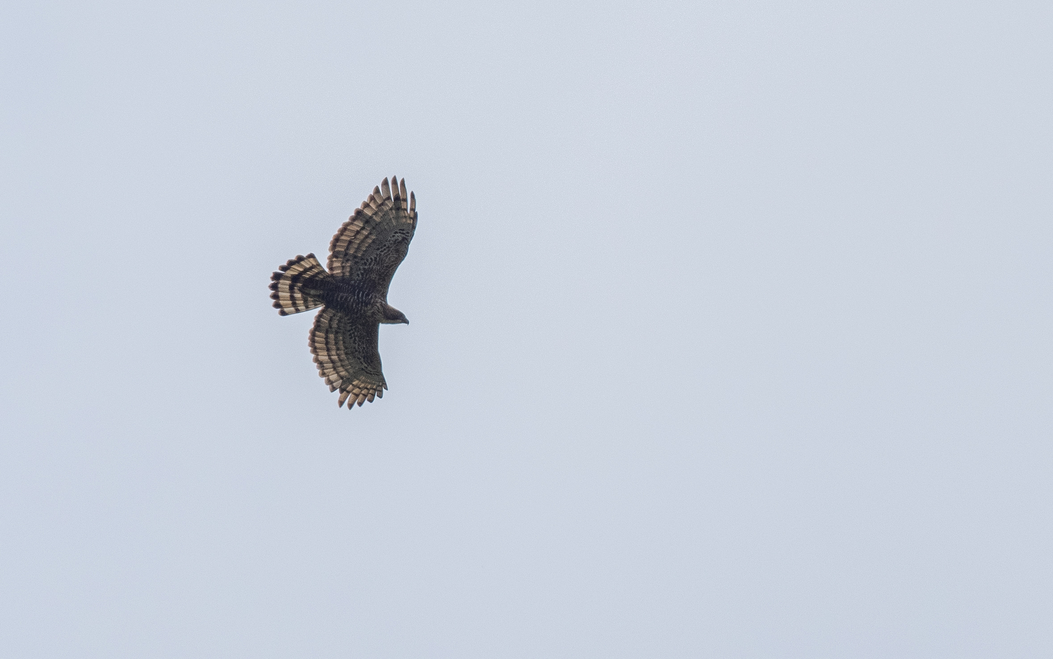 Javan Hawk-Eagle (Nisaetus bartelsi), photo 5