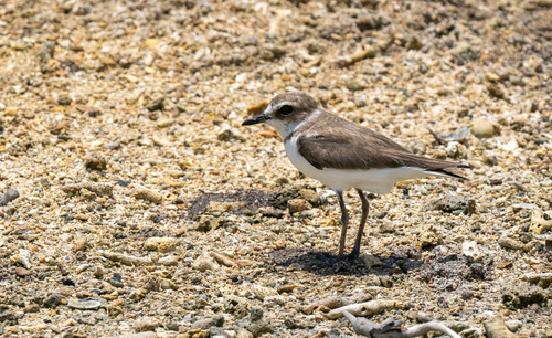 Javan Plover (Anarhynchus javanicus), photo 5