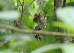 Hemitriccus orbitatus