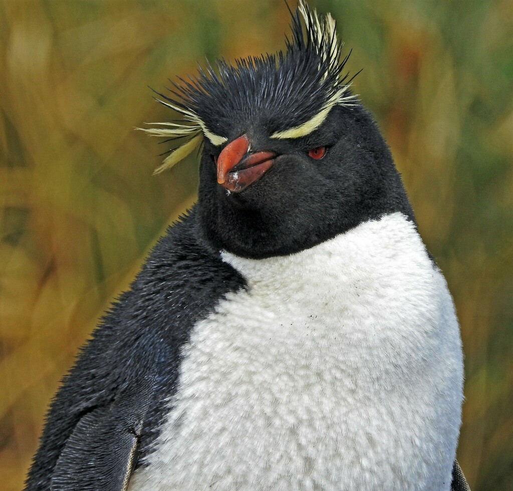Close view of a rockhopper penguin with yellow crest feathers, red eye and orange-red bill, standing in tussock grass