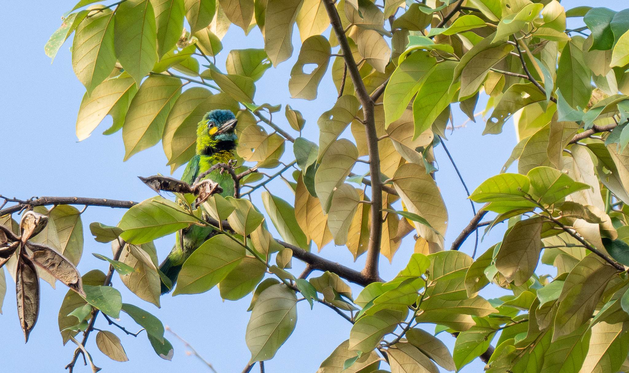 Yellow-eared Barbet (Psilopogon australis), photo 5
