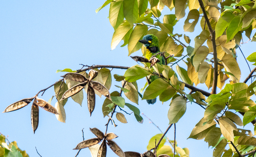 Yellow-eared Barbet (Psilopogon australis), photo 5