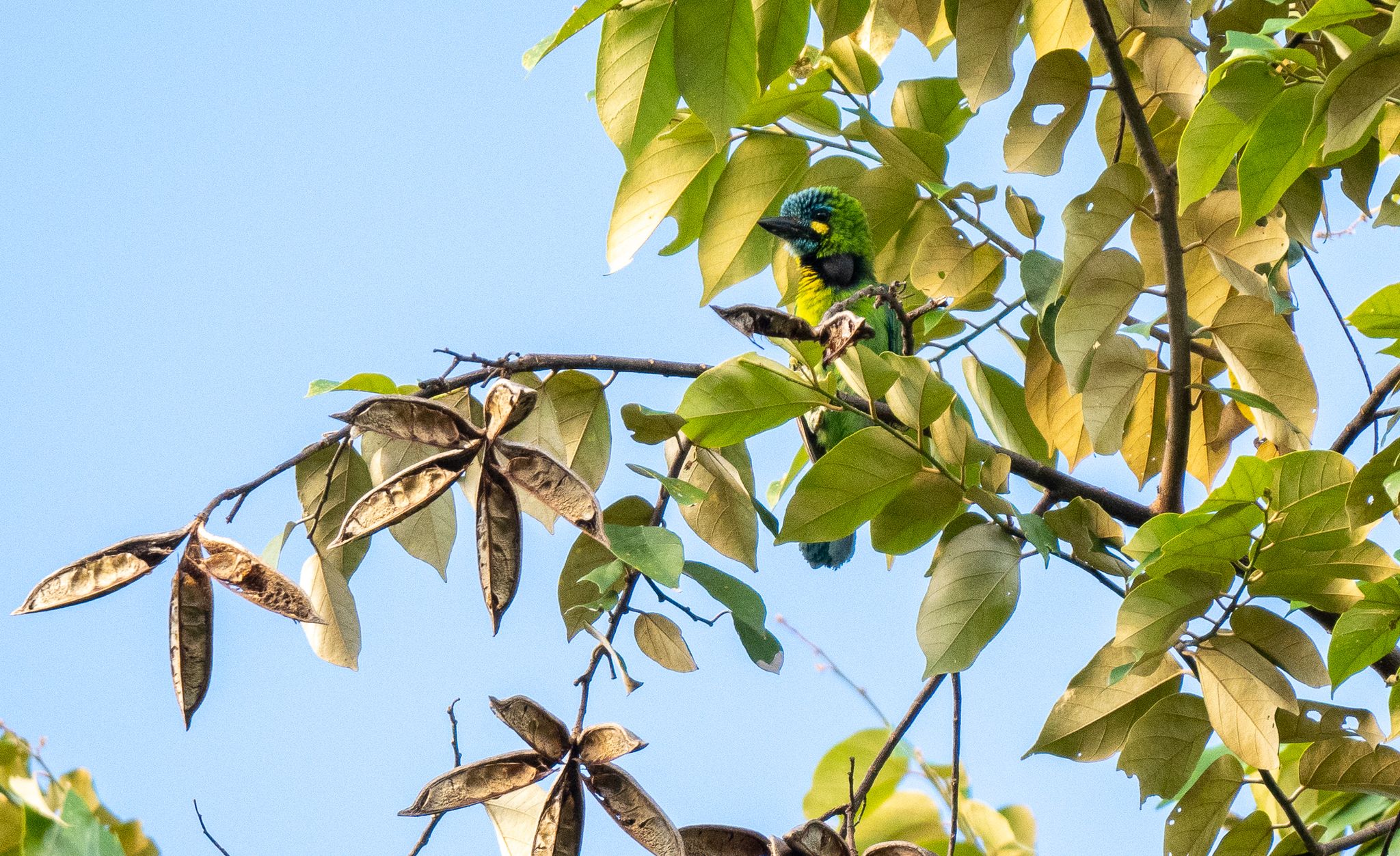 Yellow-eared Barbet (Psilopogon australis), photo 6