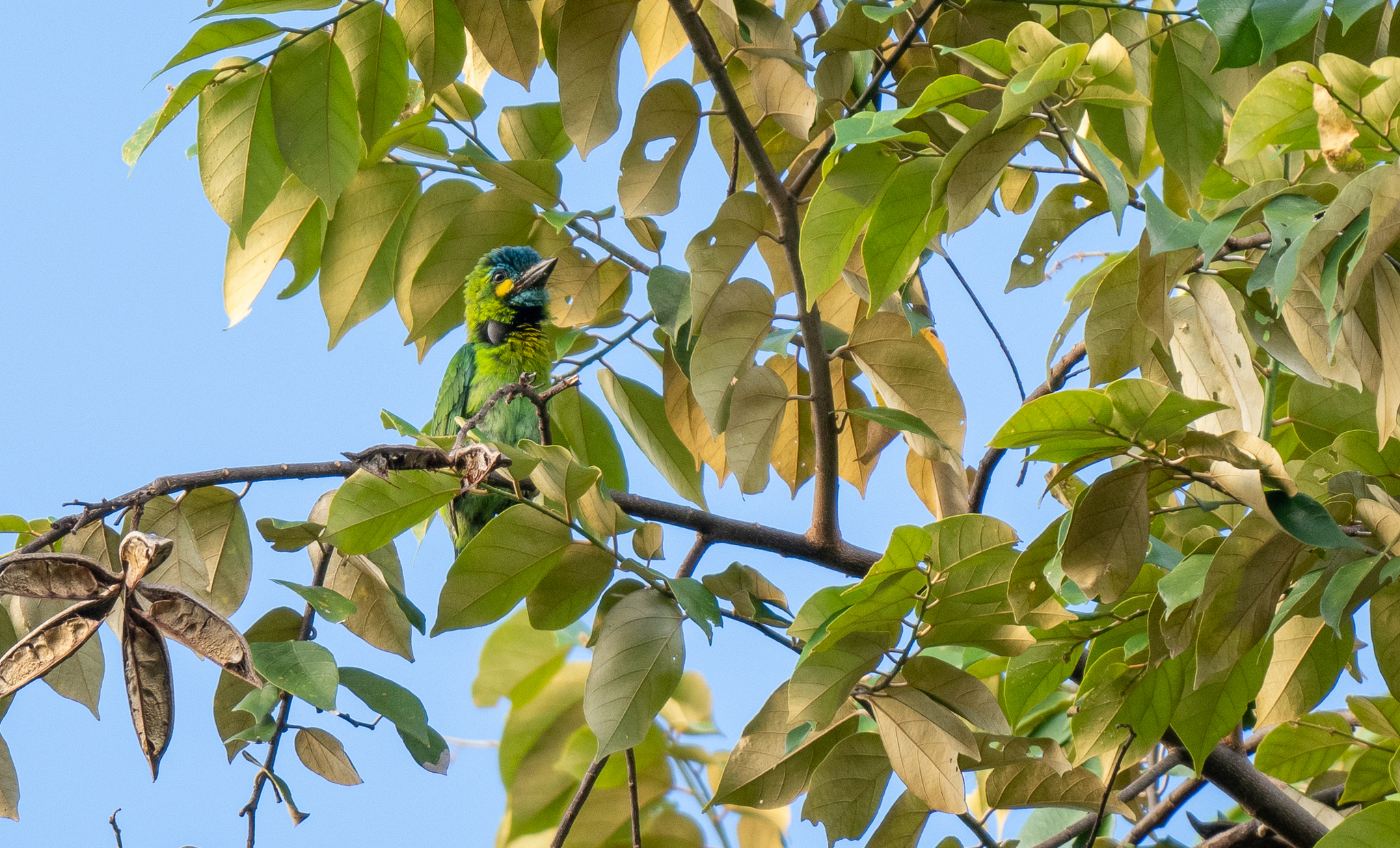 Yellow-eared Barbet (Psilopogon australis), photo 7