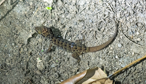 Jatna’s Bent-toed Gecko