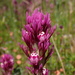 Purple Owl's-Clover - Photo (c) nathantay, some rights reserved (CC BY-NC)