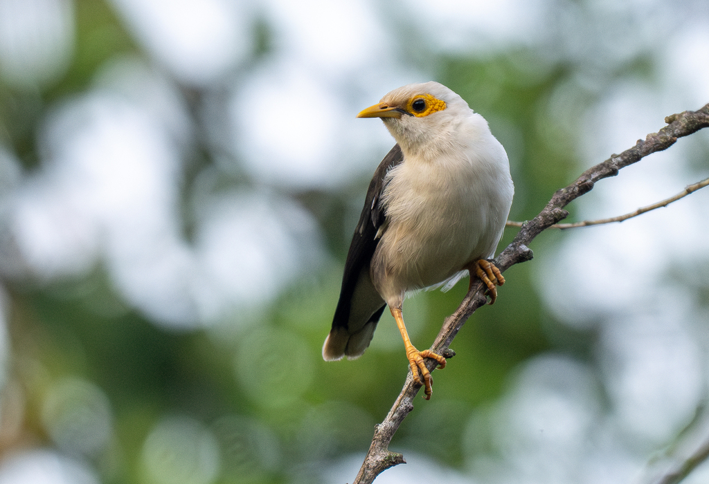 Black-winged Myna photo