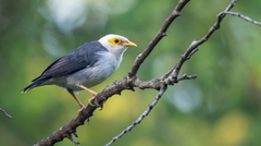 Black-Winged Myna photo 2