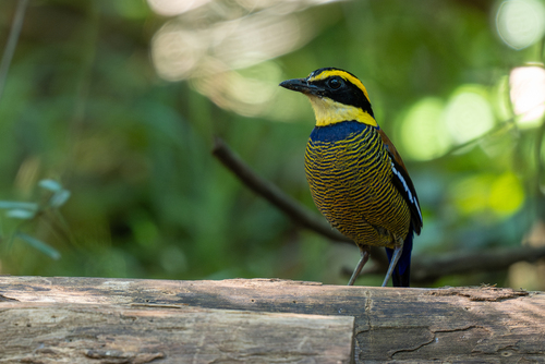Javan Banded Pitta (Hydrornis guajanus), photo 8
