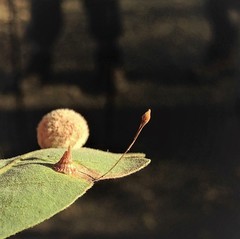 Andricus pedicellatus