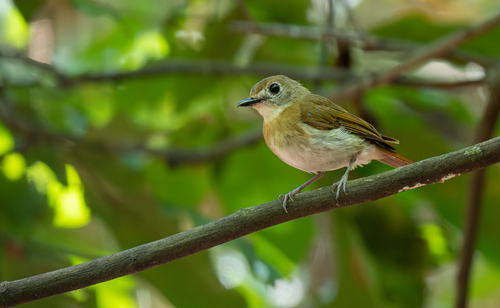 Fulvous-chested Jungle Flycatcher (Cyornis olivaceus), photo 7