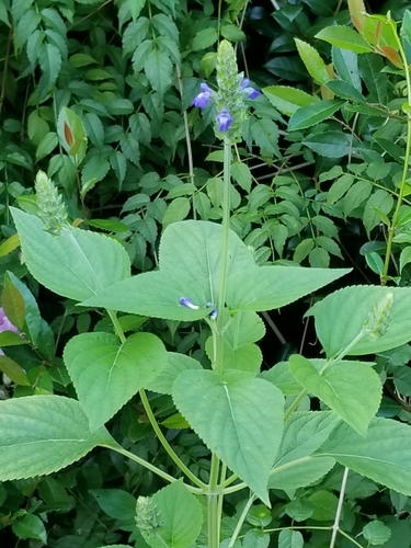 Salvia hispanica