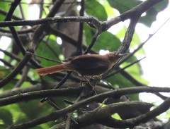 Philydor atricapillus