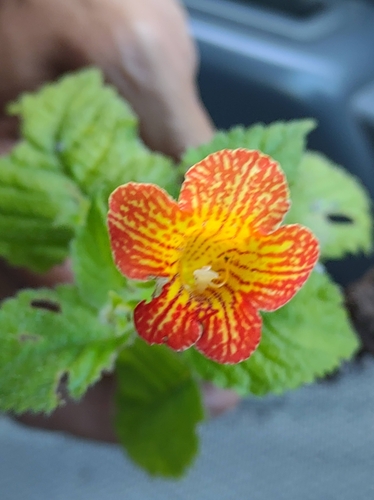 Image of Achimenes Antirrhina (Achimenes antirrhina) by no rights reserved