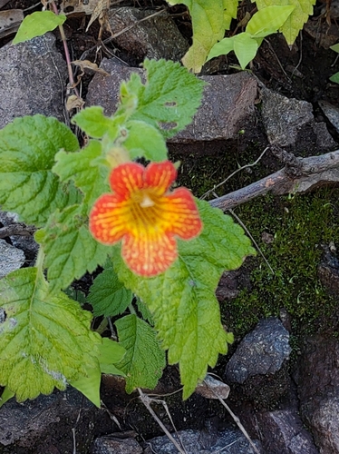 Image of Achimenes Antirrhina (Achimenes antirrhina) by no rights reserved