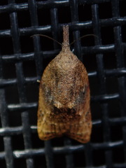 Platynota flavedana