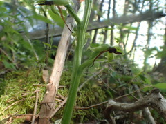 Platanthera hookeri