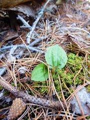 Calypso bulbosa