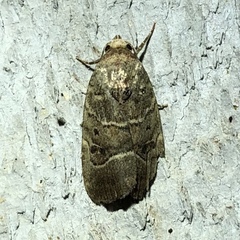 Elaphria fuscimacula