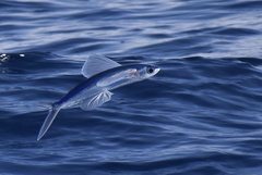 Clearwing Flyingfish photo 1