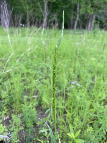 Sphenopholis obtusata iNat (3)