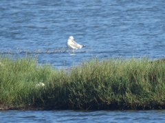 Larus argentatus vegae