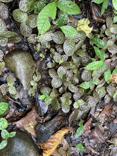 Fittonia albivenis