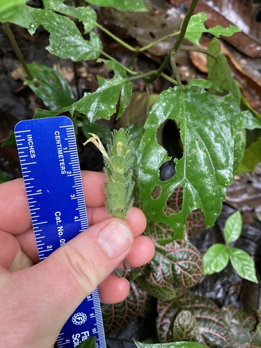 Fittonia albivenis