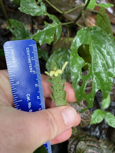 Fittonia albivenis