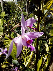 Laelia anceps