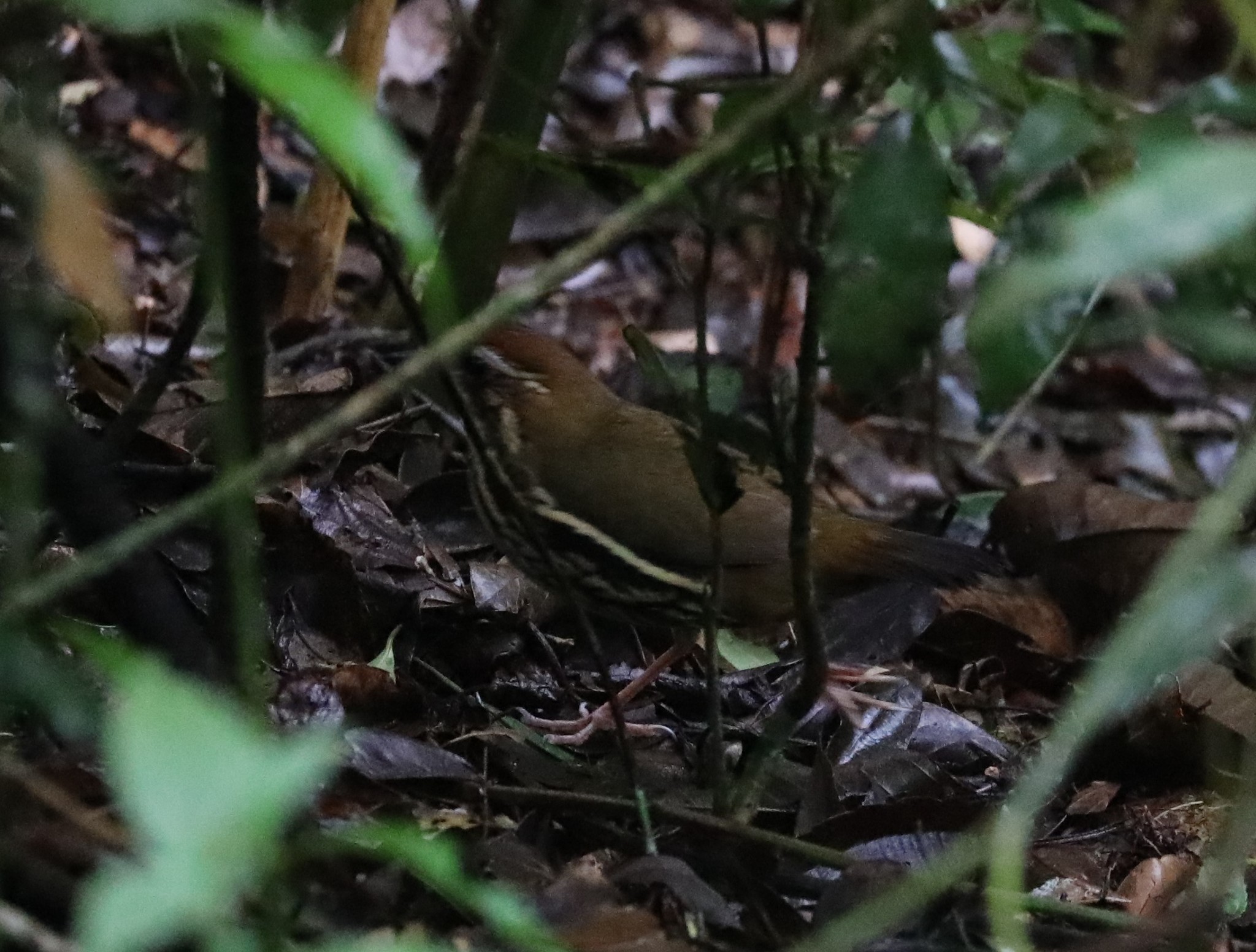 Such's Antthrush (Chamaeza meruloides)