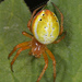 Six-spotted Orbweaver - Photo (c) edoswalt, some rights reserved (CC BY-NC), uploaded by edoswalt