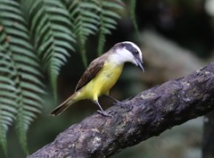 Pitangus sulphuratus
