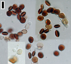 Arthrinium puccinioides