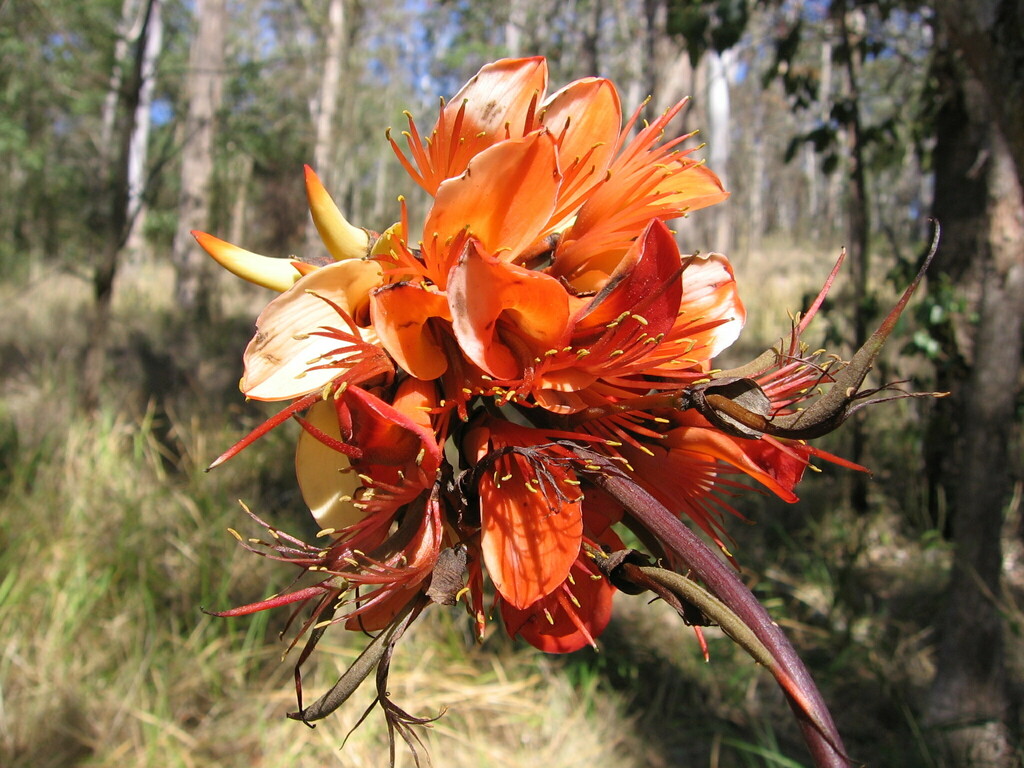 Coral tree