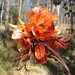 Erythrina numerosa - Photo (c) Tony Bean, some rights reserved (CC BY-NC), uploaded by Tony Bean