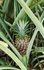 Ananas comosus image
