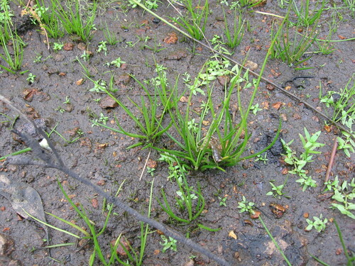 Mueller's quillwort (Isoetes muelleri)