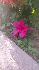 Rhododendron pulchrum phoeniceum