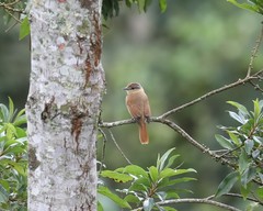 Pachyramphus castaneus