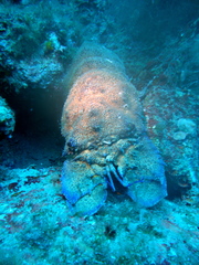 Scyllarides latus