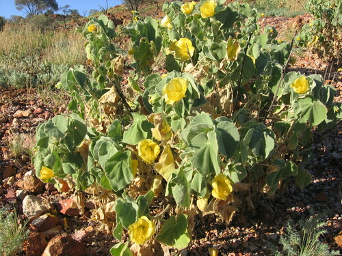 Velvet Lanternflower (Abutilon calliphyllum)