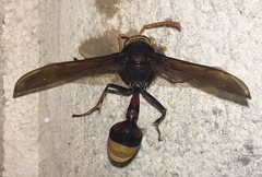 Delta pyriforme pyriforme