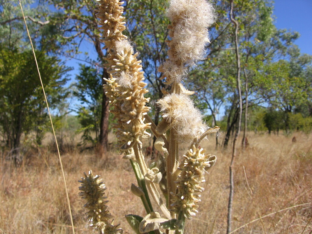 Pterocaulon verbascifolium