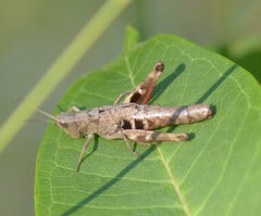 Chloealtis conspersa