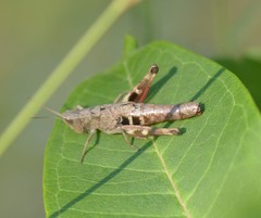 Chloealtis conspersa