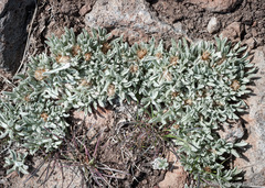Antennaria dimorpha
