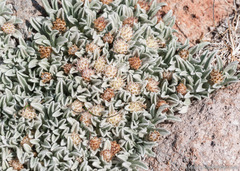 Antennaria dimorpha