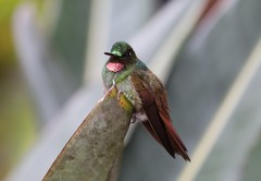 Heliodoxa rubricauda